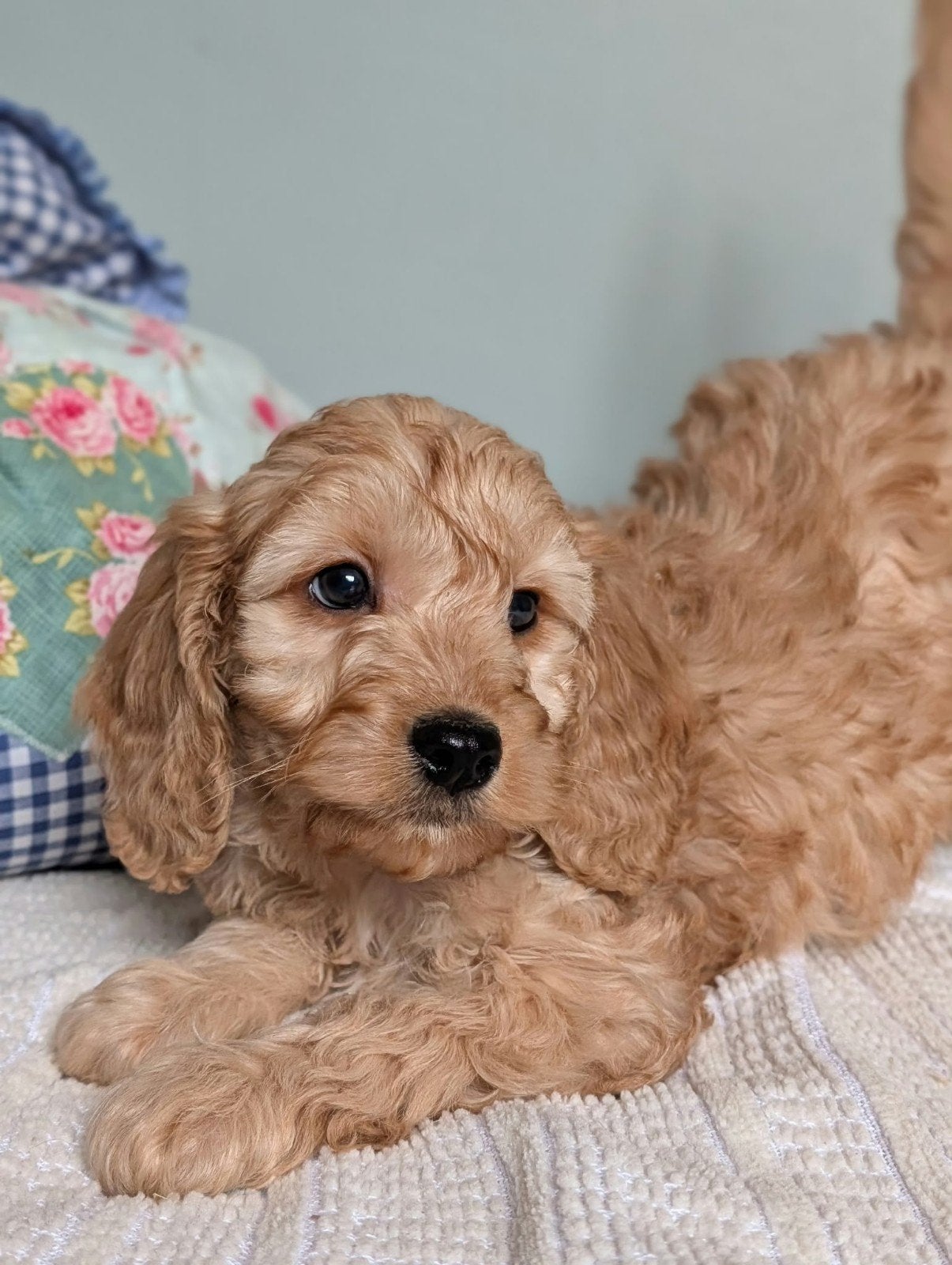 Cockapoo pups .engelse cockerspaniel x dwerg poedel, Overige rassen, 8 tot 15 weken, CDV (hondenziekte), Meerdere
