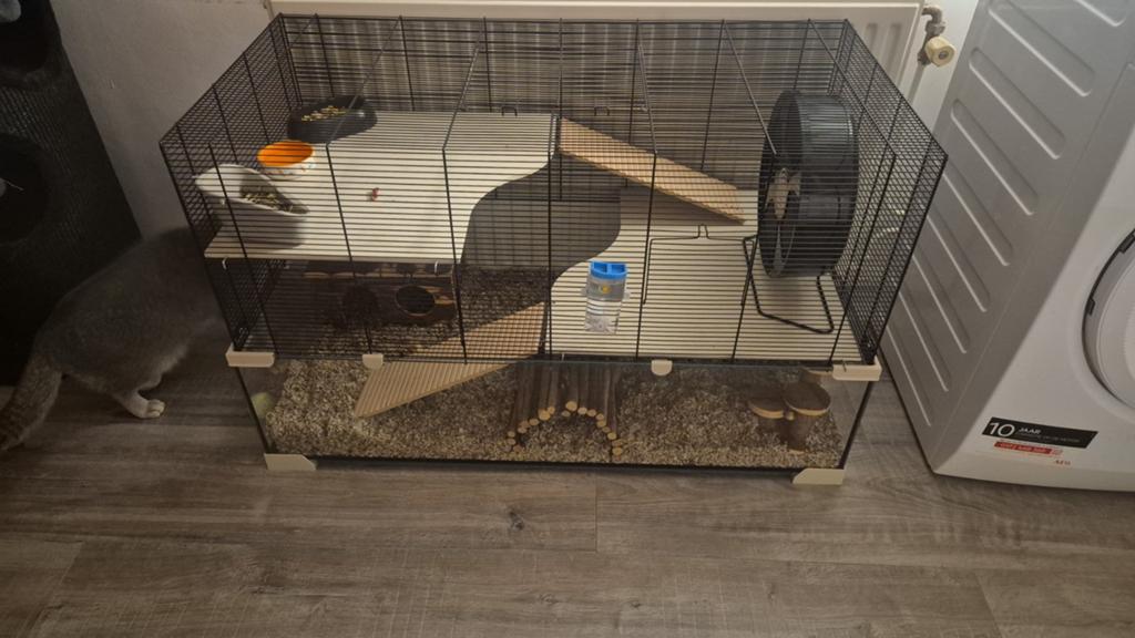 Hamster met grootte kooi, Dieren en Toebehoren, Knaagdieren en Konijnen | Hokken en Kooien, Kooi, Minder dan 75 cm, Hamster, Ophalen