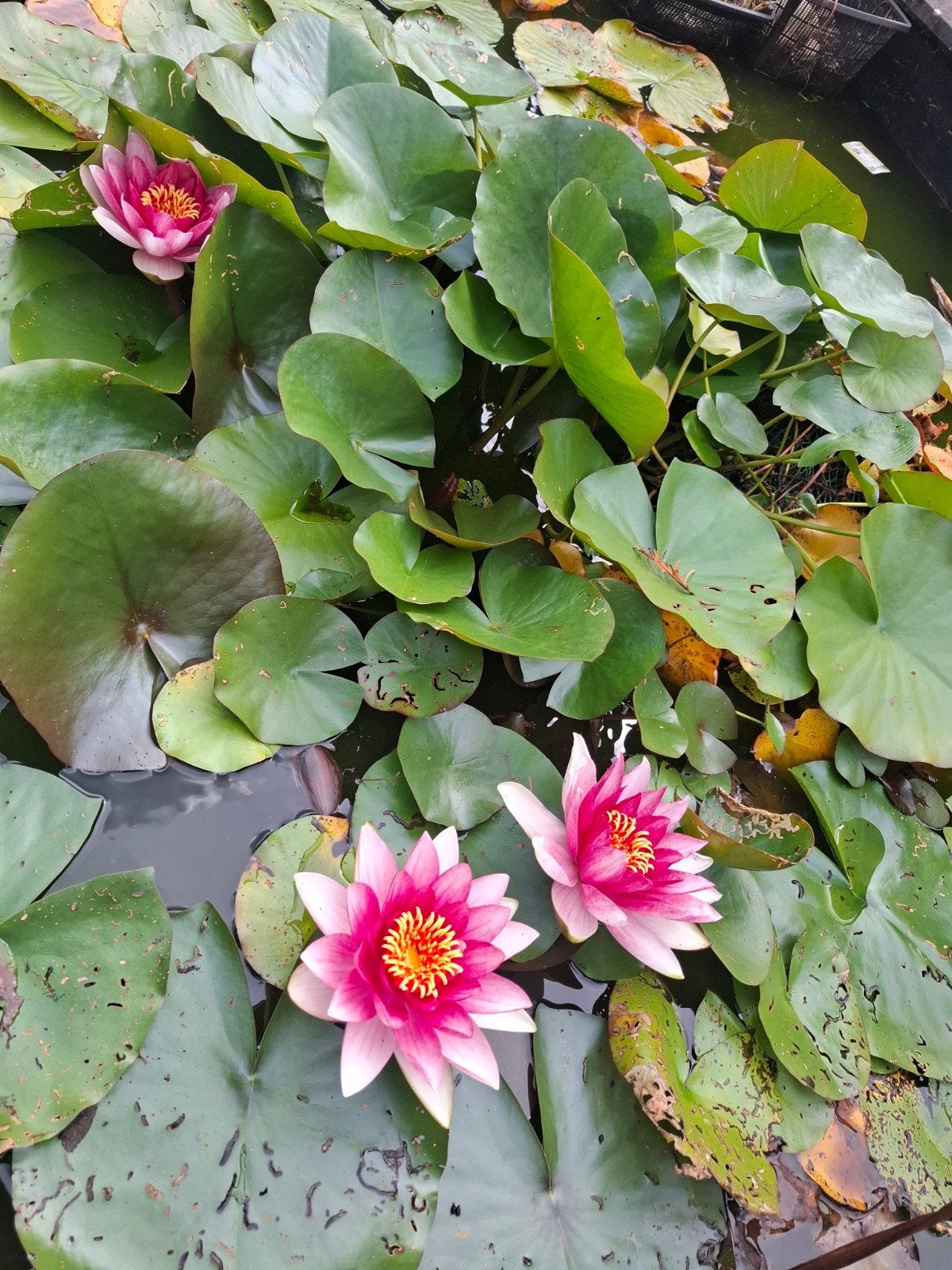 Prachtige waterlelie voor een bloeiende vijver, Ophalen, Volle zon, Vaste plant, Zomer