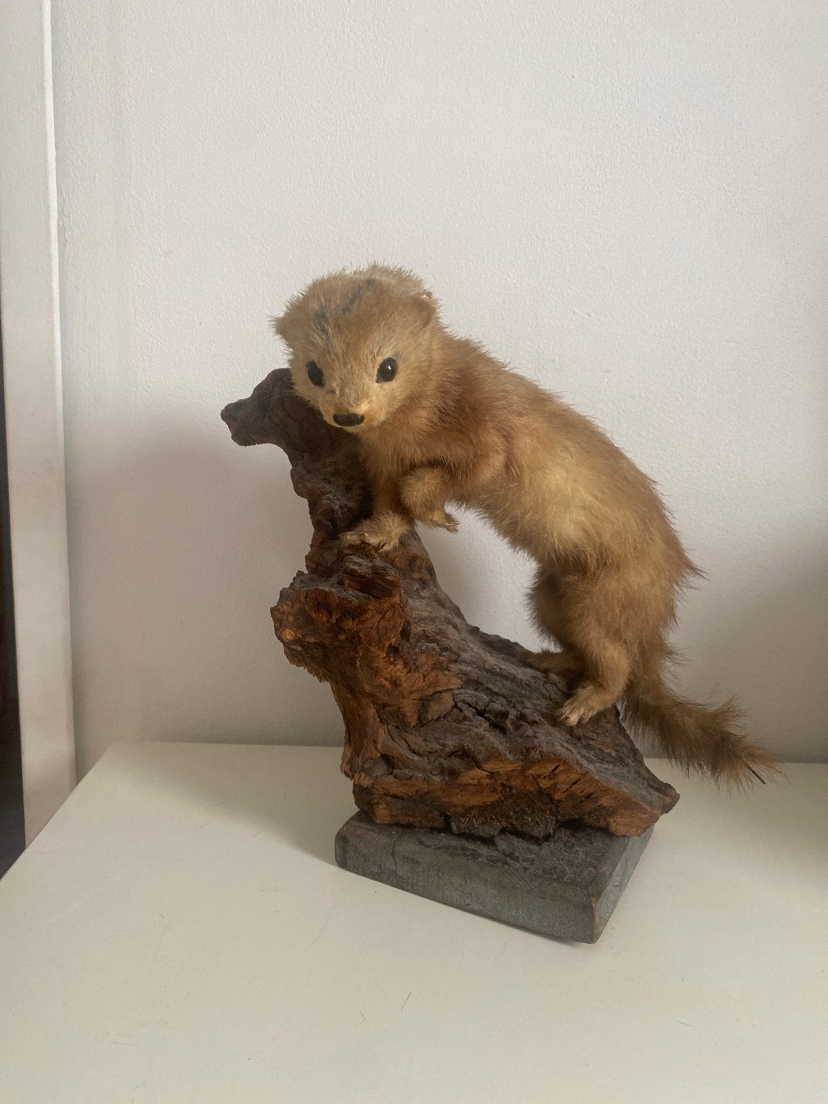 Opgezette wezel., Dieren en Toebehoren, Overige Dieren, Januari, Geslacht onbekend