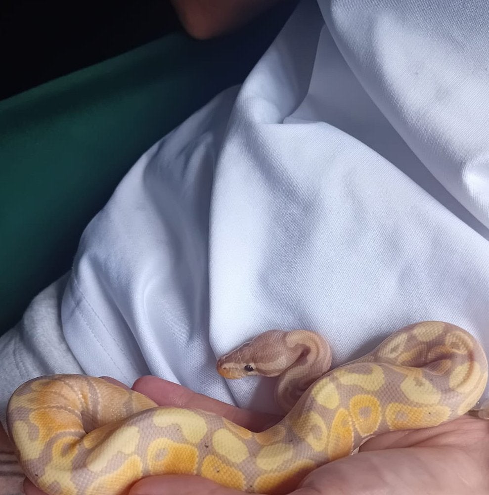 1.0 banana pastel ball python Ball Python photo 3