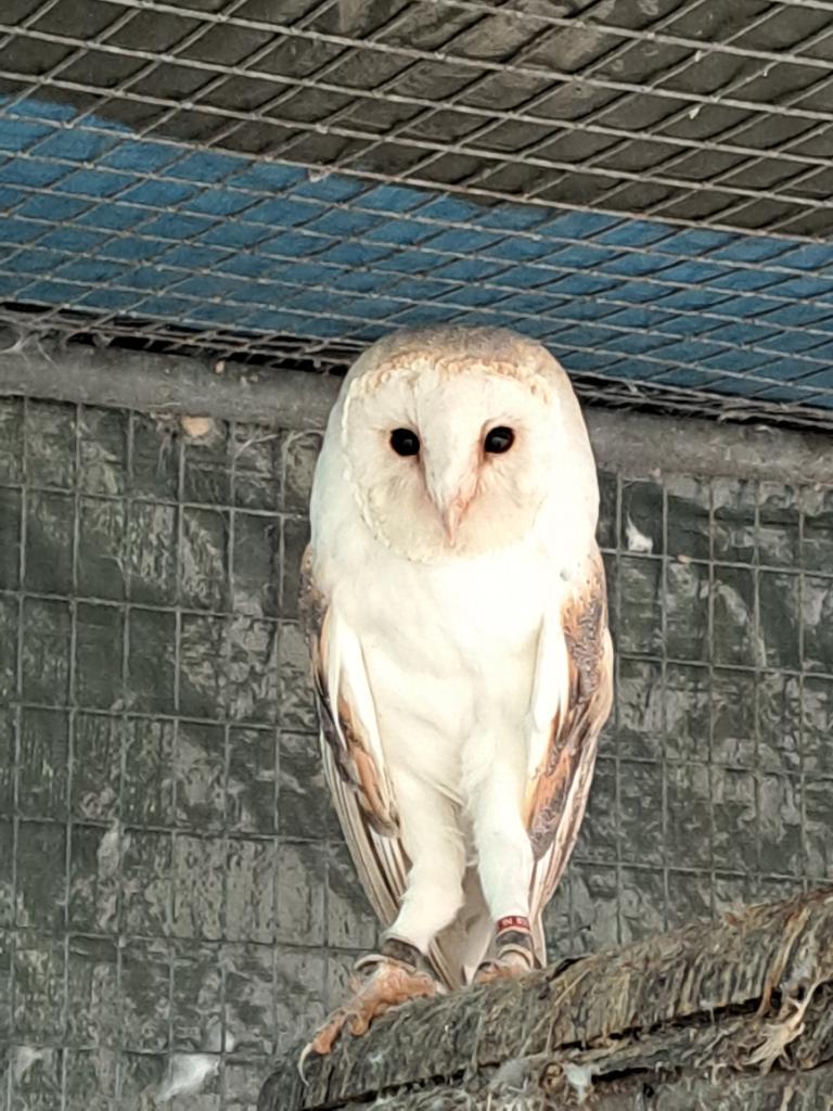 Kerkuil split, Dieren en Toebehoren, Meerdere dieren, Roofvogel, Geringd