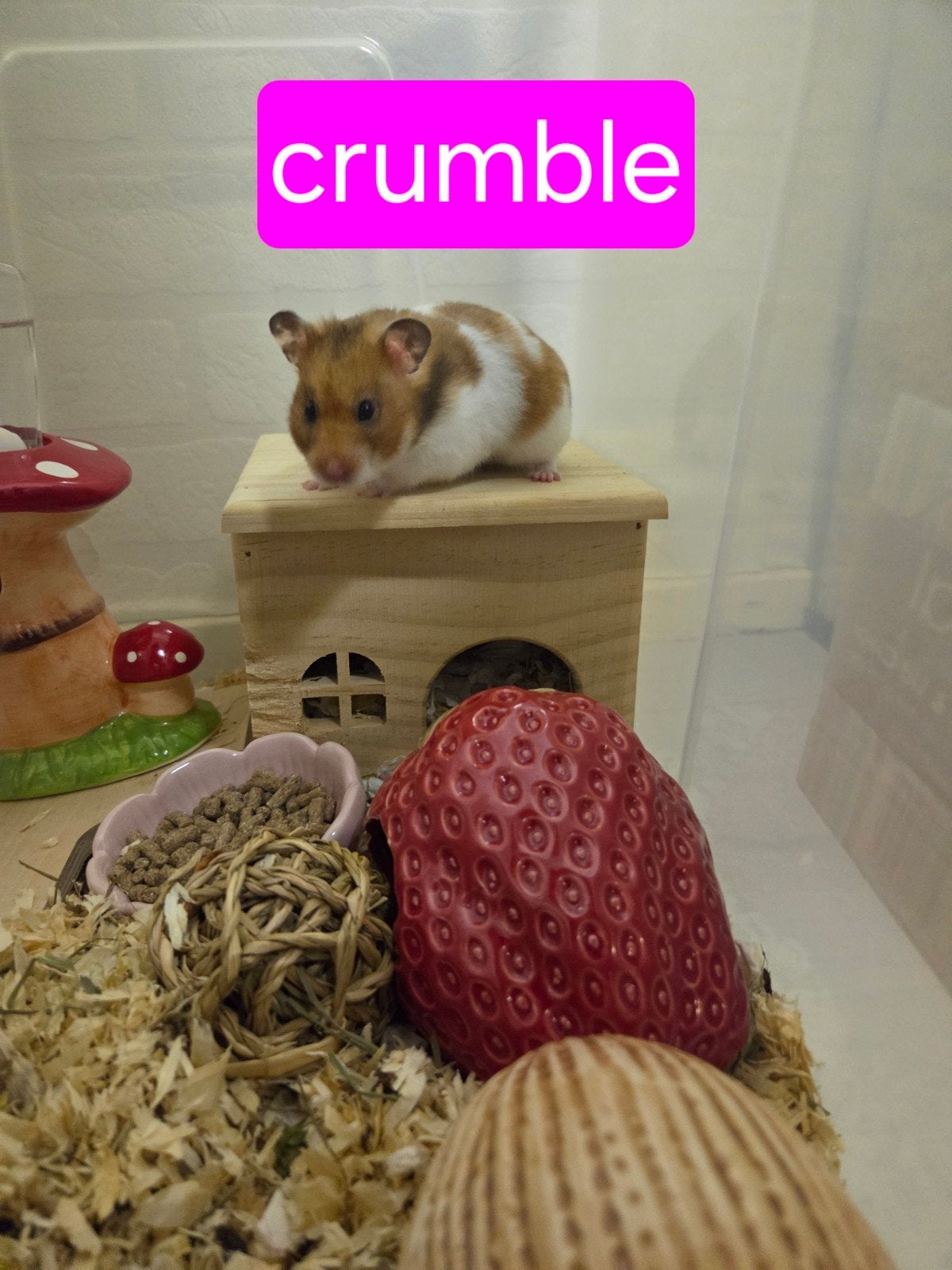 Lieve baby goudhamsters beschikbaar, Dieren en Toebehoren, Mei, Meerdere dieren, Hamster