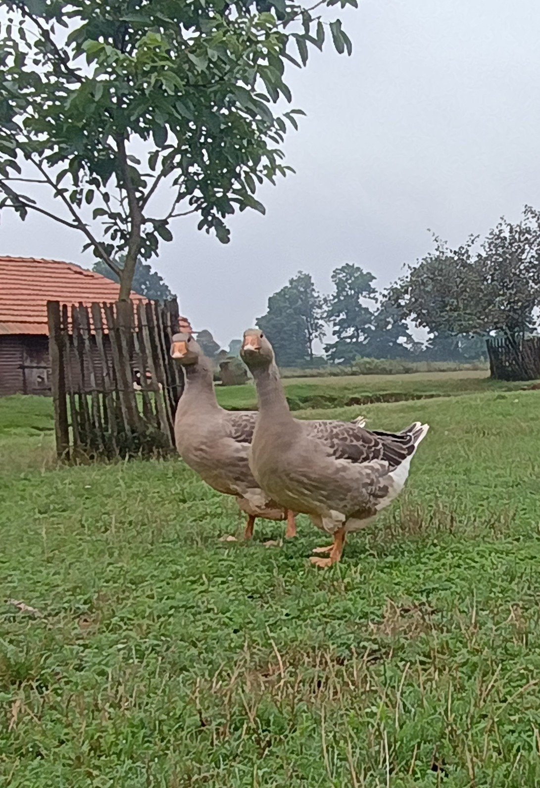 Toulouse gans, Dieren en Toebehoren, Pluimvee, Meerdere dieren, Gans of Zwaan