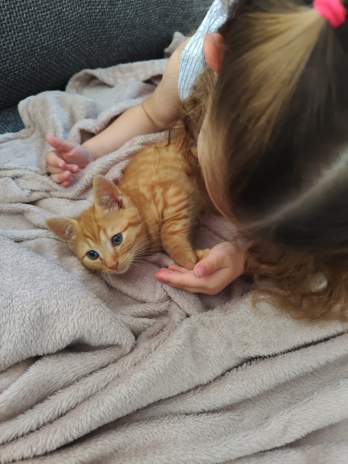 Lieve kindvriendelijke kittens, Kater, Kortharig, 0 tot 2 jaar