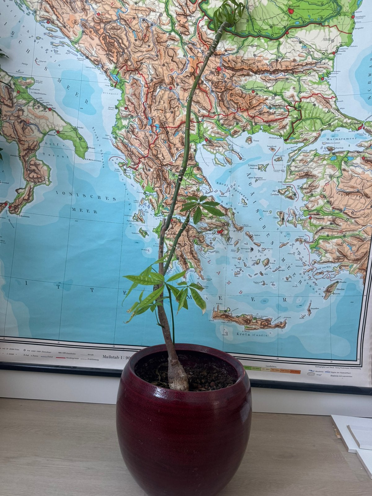 Groot plant pot rood 35cm en plant geldboom pachira aquatica, Bloeit niet, Overige soorten, Minder dan 100 cm, Ophalen