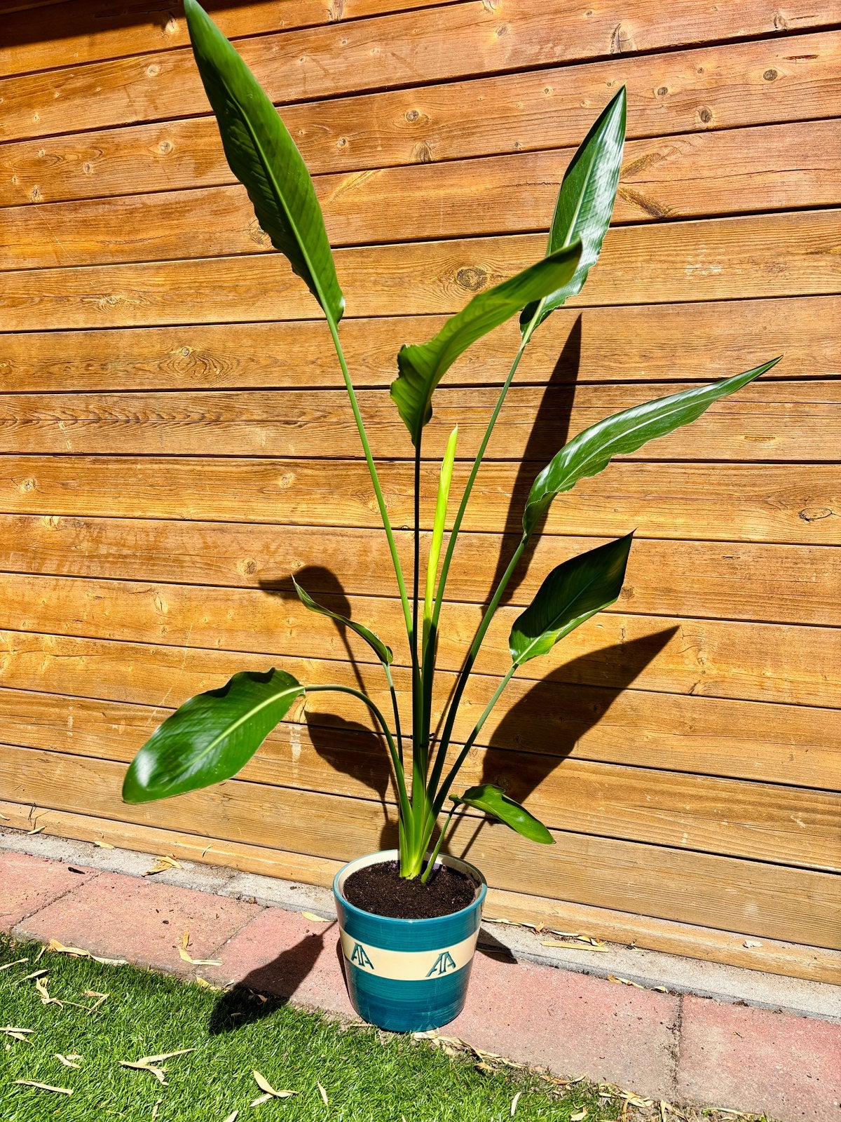 Strelitzia Reginae | Paradijsvogelplant, Huis en Inrichting, Ophalen, Volle zon
