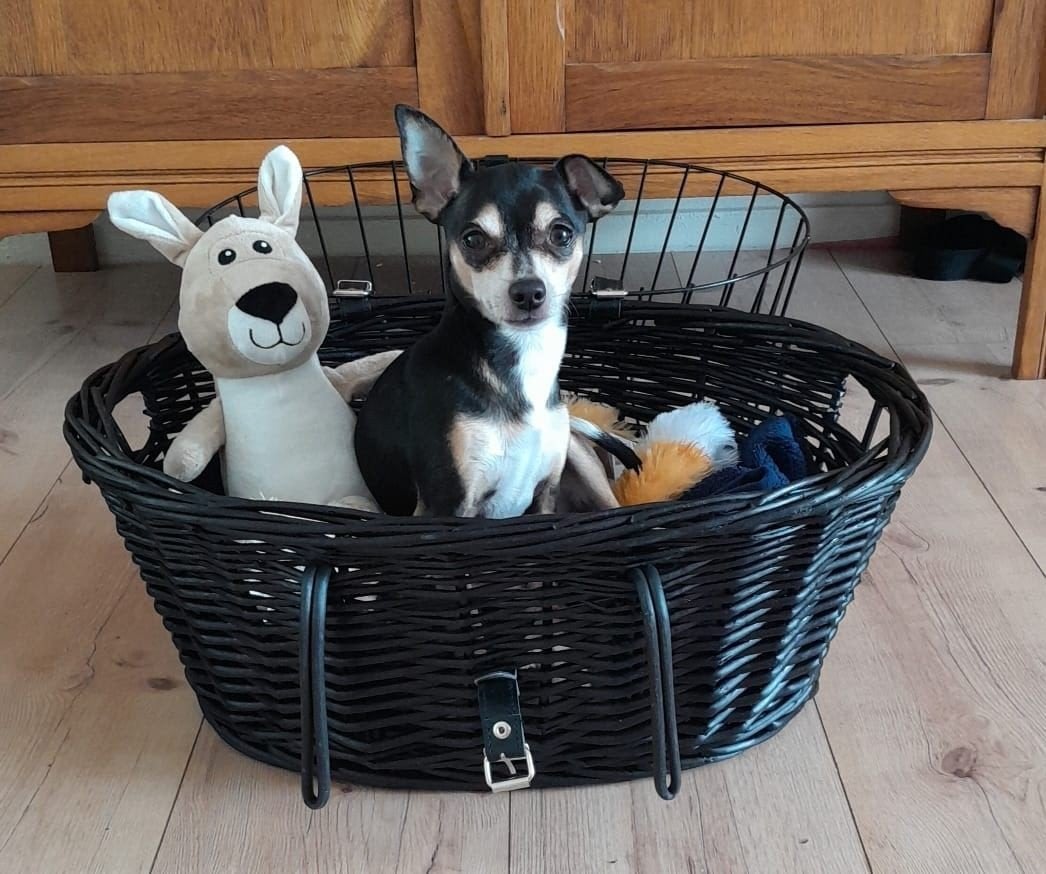 chihuahua dekreu, Ophalen