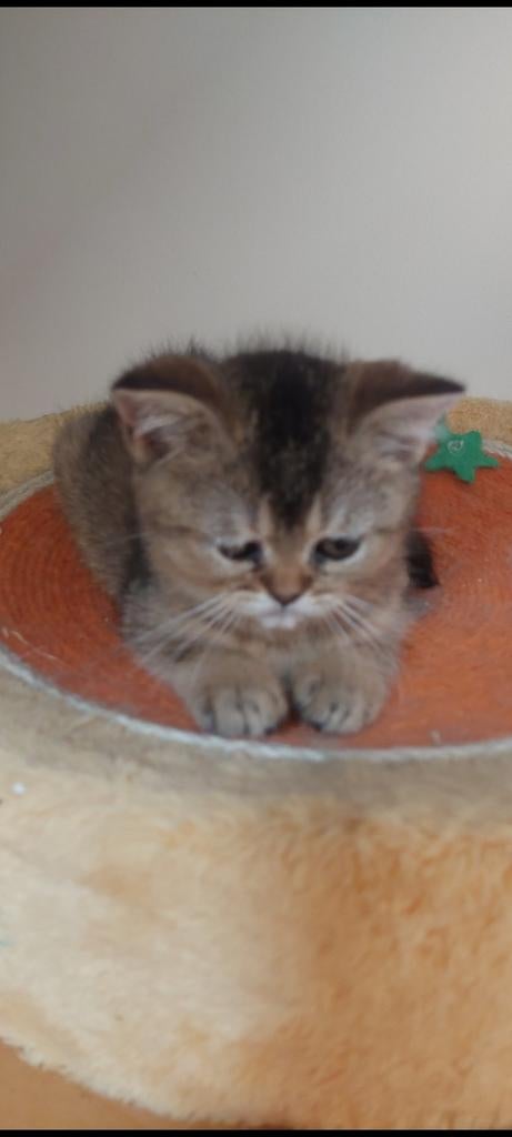 Prachtige Britse Korthaar kittens te koop, Dieren en Toebehoren, Meerdere dieren