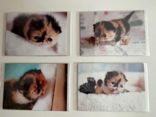 Magneet Magneten Poes Kat Kitten x 4 Nieuw in Blister, Ophalen of Verzenden, Nieuw, Dier