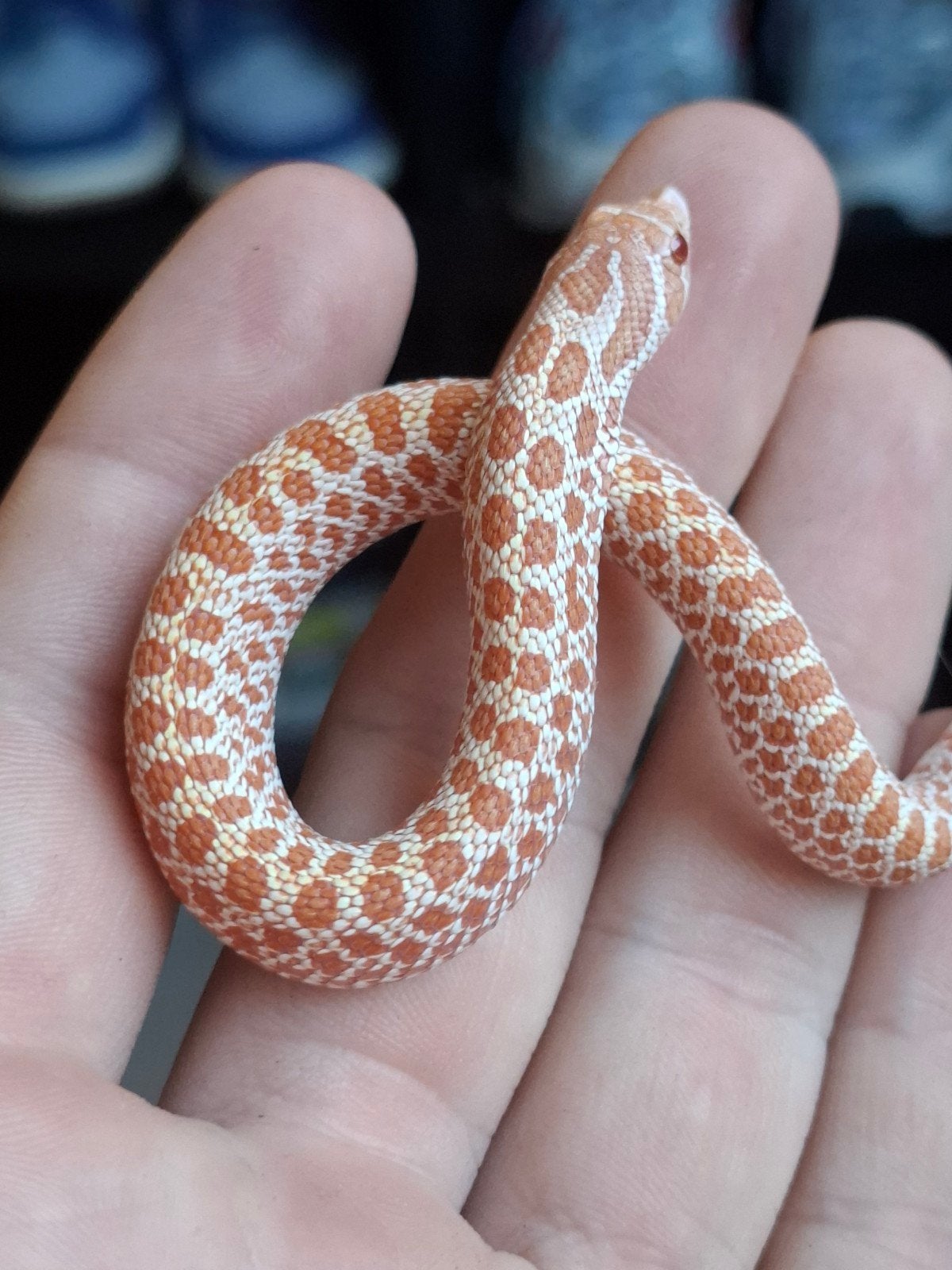 albino artic haakneus Hognose Snake photo 2
