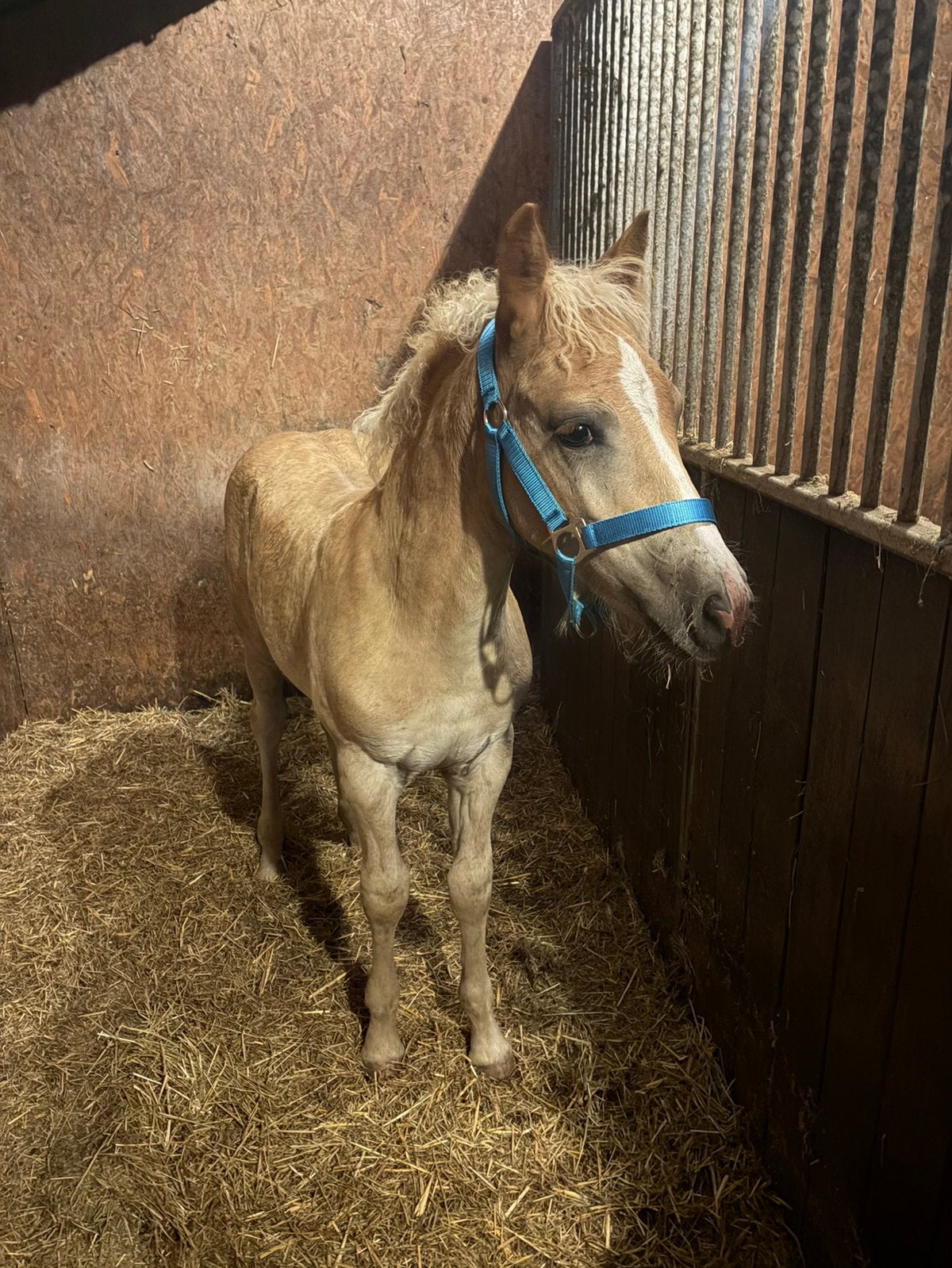 Haflinger hengst veulen, Hengst