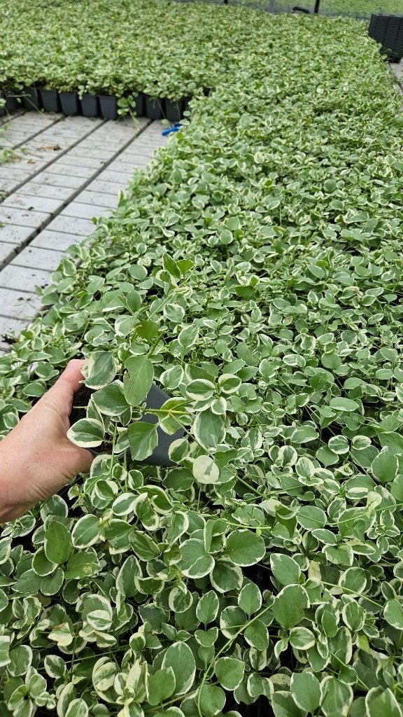 Vinca Major Variegata - Maagdenpalm - bont - prachtig, Tuin en Terras, Ophalen of Verzenden, Vaste plant, Bodembedekkers, Volle zon