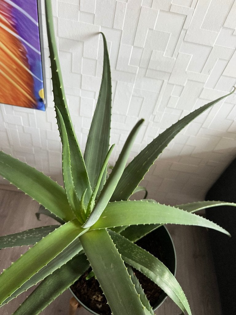 Aloë Vera, Ophalen, Vetplant, Halfschaduw, In pot