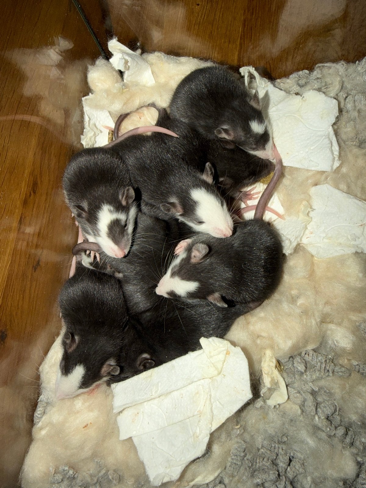 Super schattige rittens en mama rat beschikbaar, Dieren en Toebehoren, Rat, Meerdere dieren, Tam, September