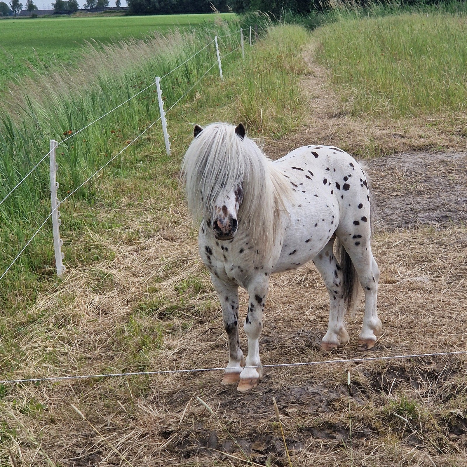 Leuke appaloosa hengst, Hengst