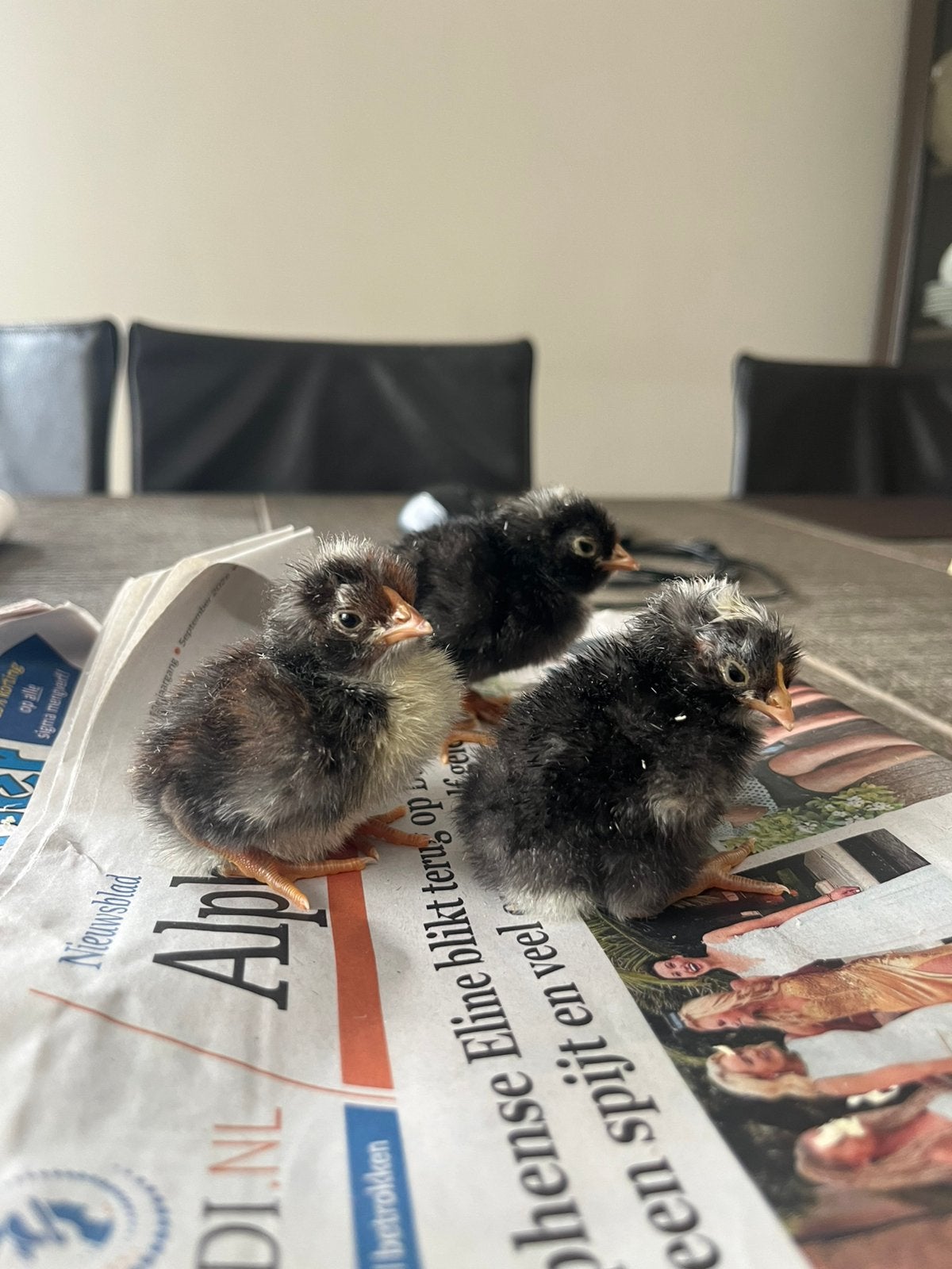 Kuikens 1 dag oud, Dieren en Toebehoren, Meerdere dieren, Kip