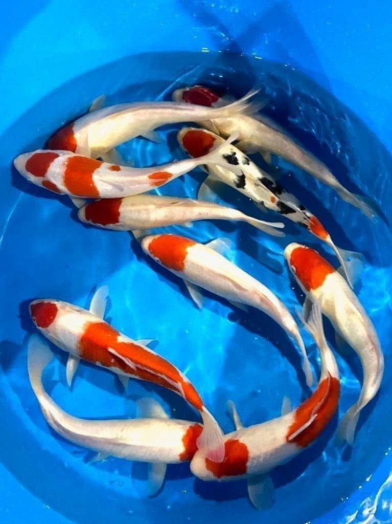 Japankoi, kom kijken  bij aantallen leuke aanbiedingen, Karper of Koi