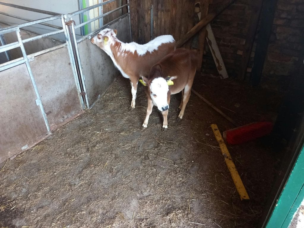 mini zeboe  dwerg zeboe  zebu   Dek stiertjes  en  kalfjjes, Meerdere dieren