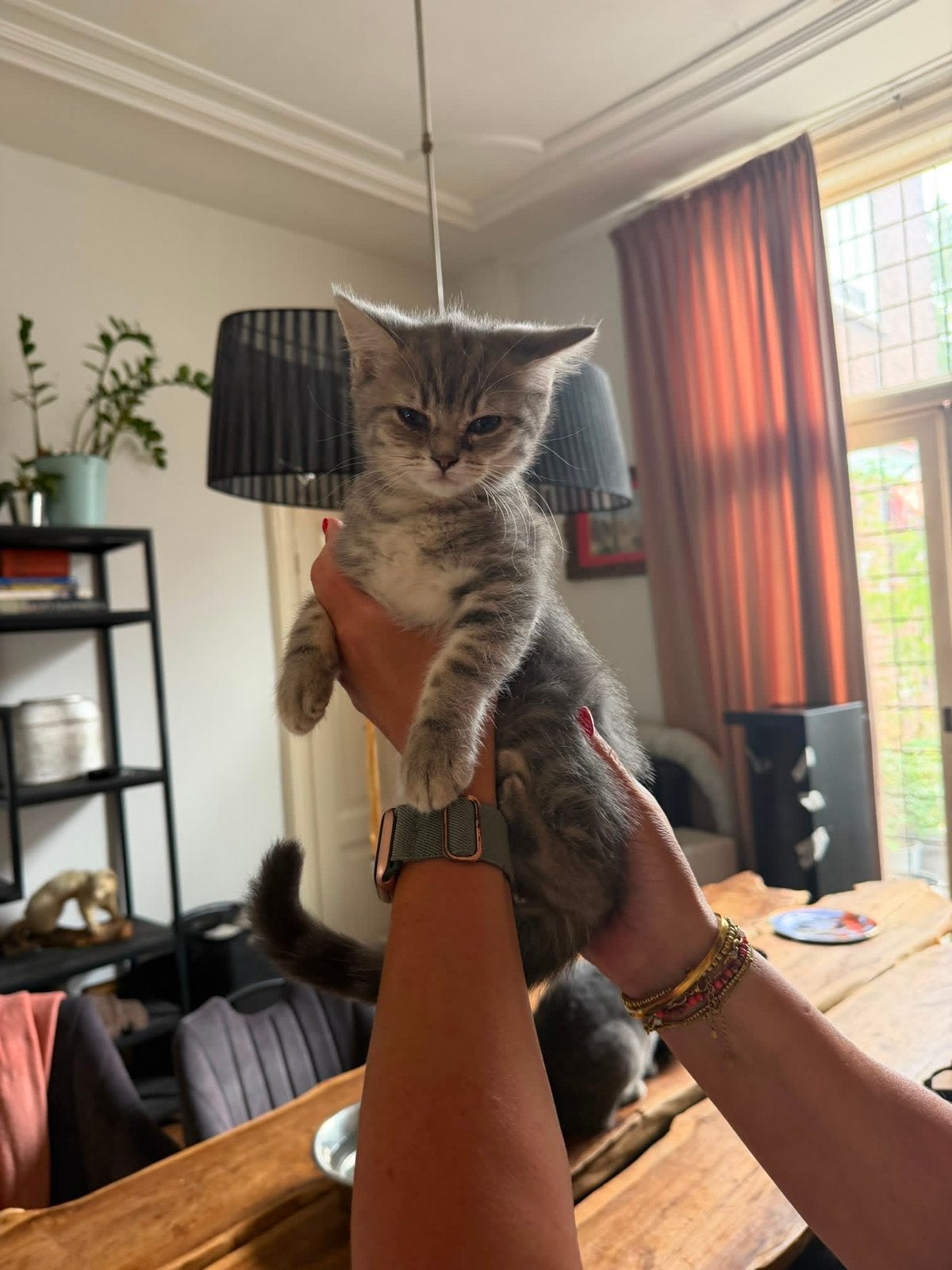 Twee prachtige britse korthaar kittens, Meerdere dieren, 0 tot 2 jaar