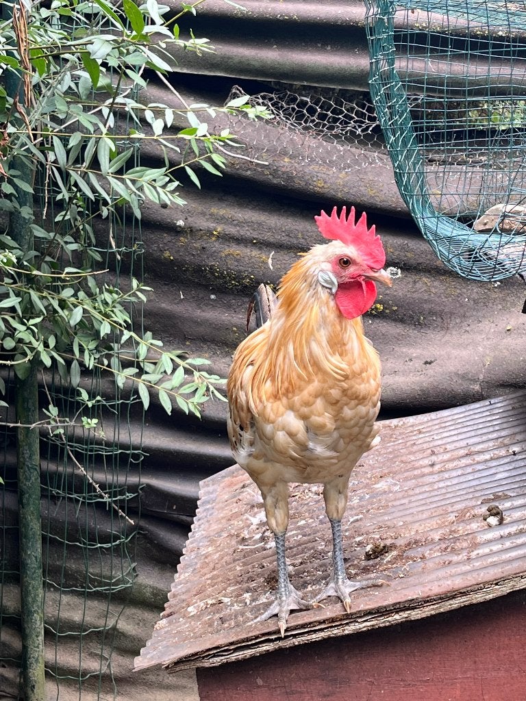 8 jonge haantjes, Mannelijk, Kip