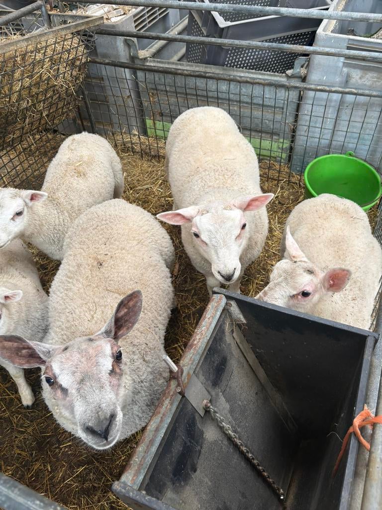 Rammen voor het offerfeest, Dieren en Toebehoren, Schapen, Geiten en Varkens, Mannelijk, Schaap