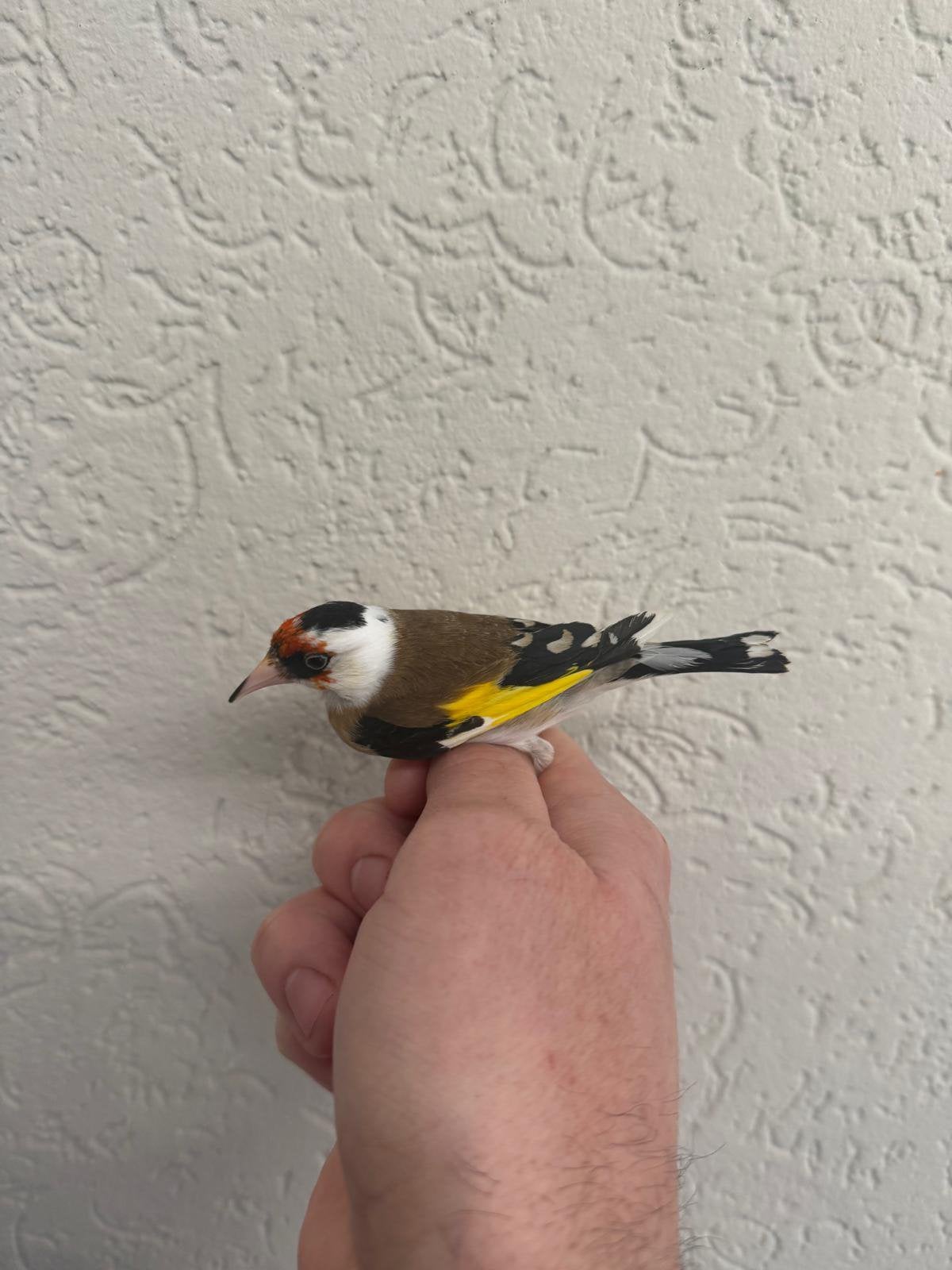 Parva Man Te Koop, Mannelijk, Wildzangvogel, Geringd