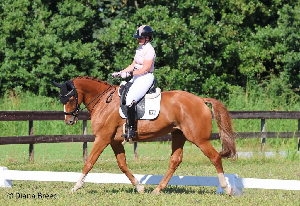 Te koop sport ruin TOTO JR X UNITED, 175 cm of meer, Met stamboom, Ruin, M