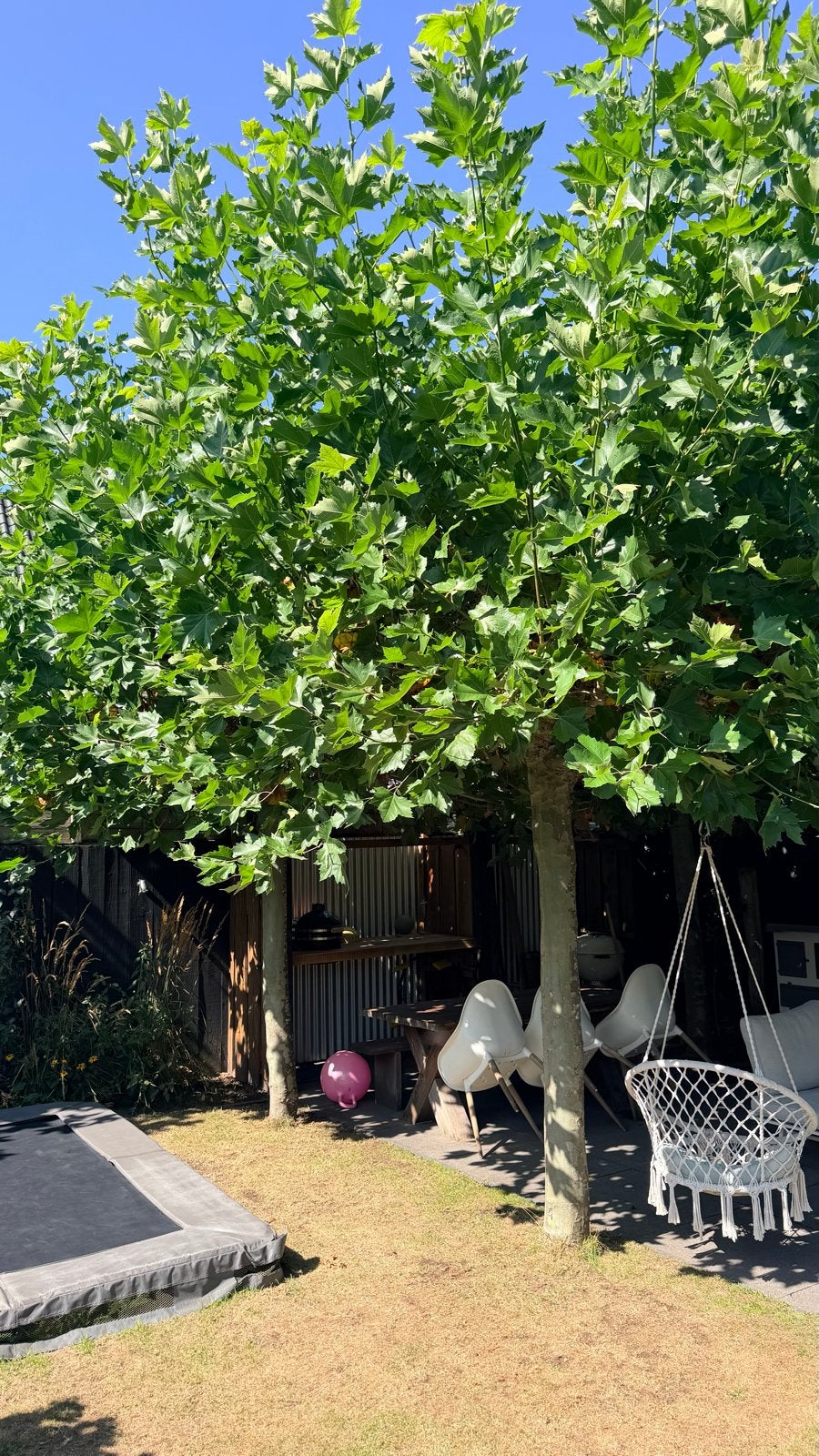 Twee geleide dakplatanen, stamomtrek 55 cm, kruinhoogte 250, Tuin en Terras, Ophalen, Volle zon, Dakboom, 250 tot 400 cm