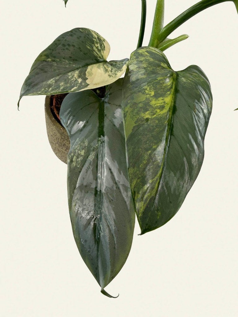 Philodendron Hastatum Variegata, Huis en Inrichting, Kamerplanten, Ophalen of Verzenden, Halfschaduw, Minder dan 100 cm