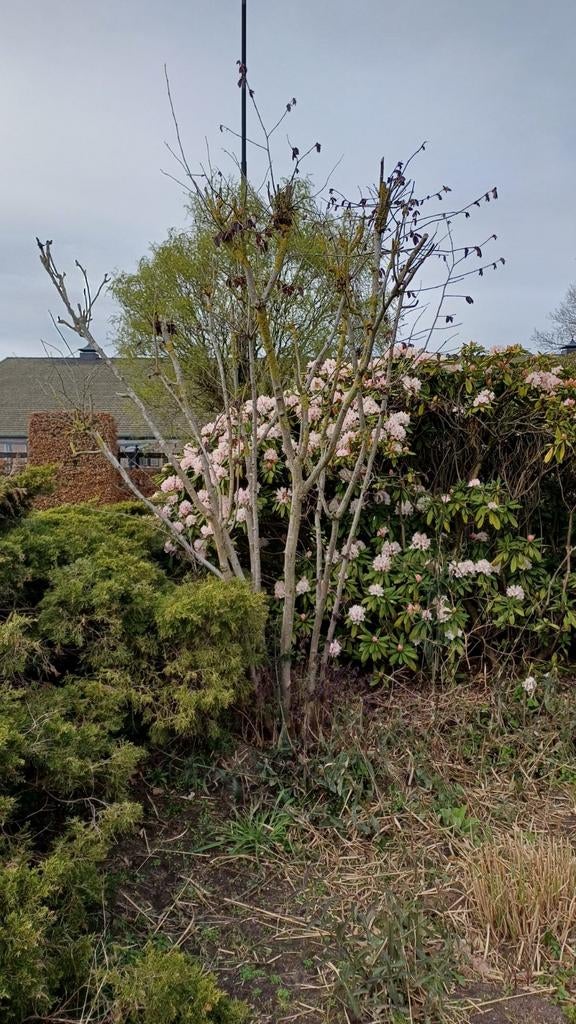3 tuinplanten: rododendrons, Japanse esdoorn, jeneverbes, Ophalen, Bloeit niet, Overige soorten, Halfschaduw