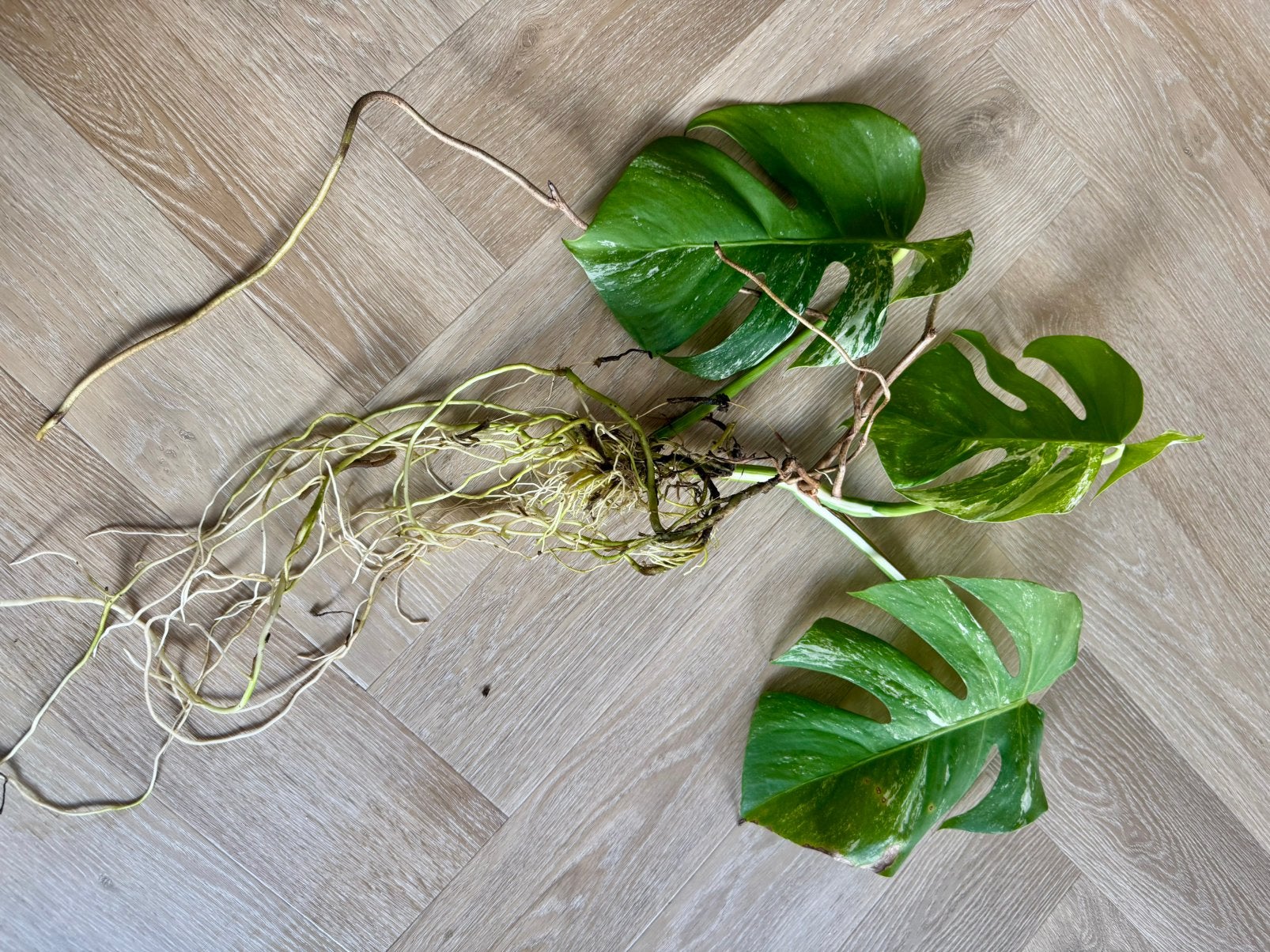 Monstera Deliciosa Variegata stek met wortels, Vaste plant, Bloeit niet, Halfschaduw, Ophalen