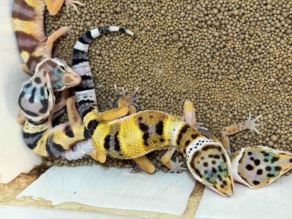 Baby luipaardgeckos, Dieren en Toebehoren, Reptielen en Amfibieën, 0 tot 2 jaar