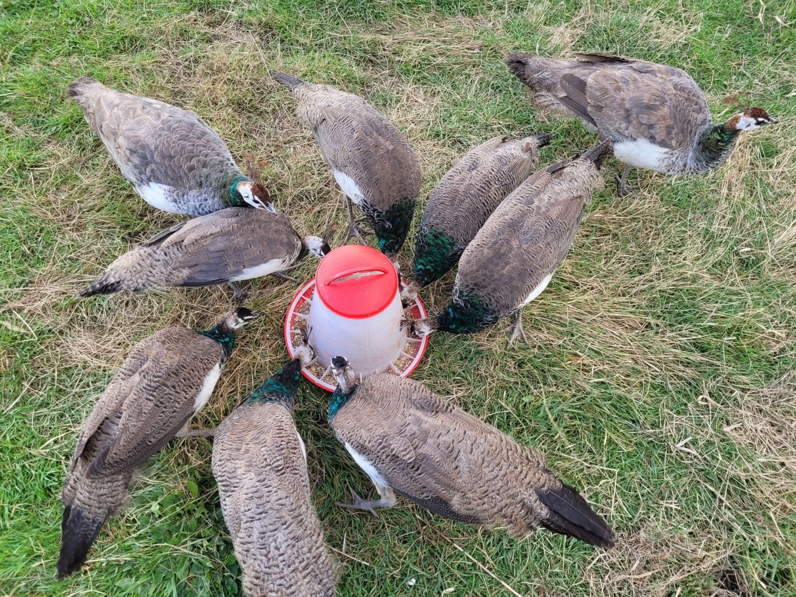 7 jonge pauwen, Dieren en Toebehoren, Geslacht onbekend, Overige soorten