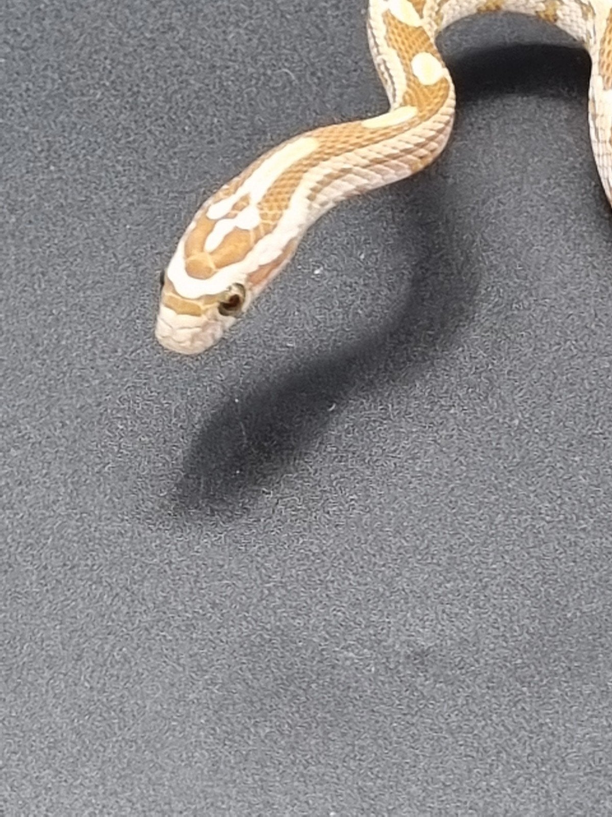 jonge rode rattenslangen - butter, golddust, ultramel, amel Corn Snake photo 7