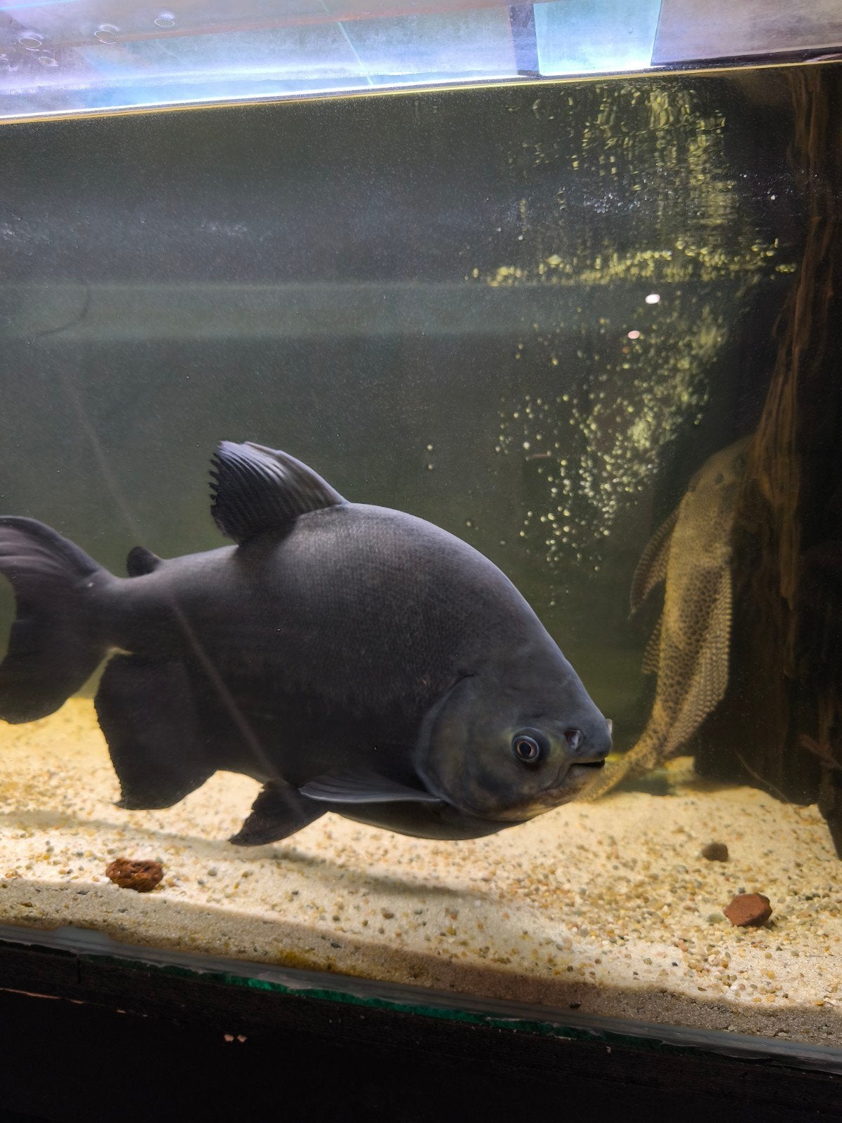 Grote zwarte pacu, Vis, Zoetwatervis