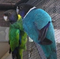 Perruche Twenty-eight bleu femelle sexer, Meerdere dieren, Parkiet