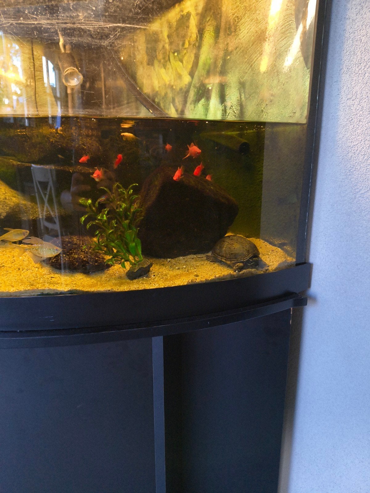 Gratis visjes aquarium zwaardragers, Dieren en Toebehoren, Vis, Zoetwatervis