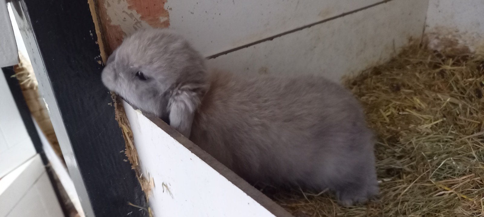 minilop s dwerg hangoortjes  GERESERVEERD, Dieren en Toebehoren, Meerdere dieren, Dwerg