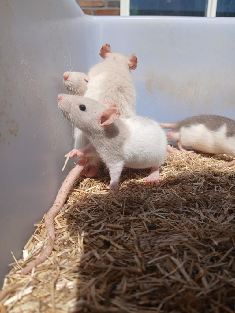 Mannelijke ratten, Dieren en Toebehoren, Knaagdieren, Rat, April, Mannelijk, Tam