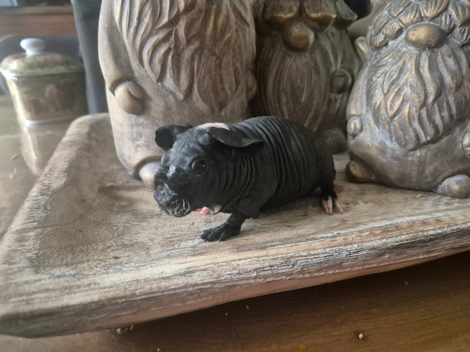 Skinny cavia zeugje, Mei, Vrouwelijk, Cavia