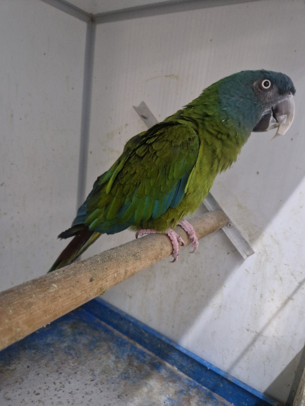 blauwkop ara, Dieren en Toebehoren, Mannelijk, Papegaai, Geringd