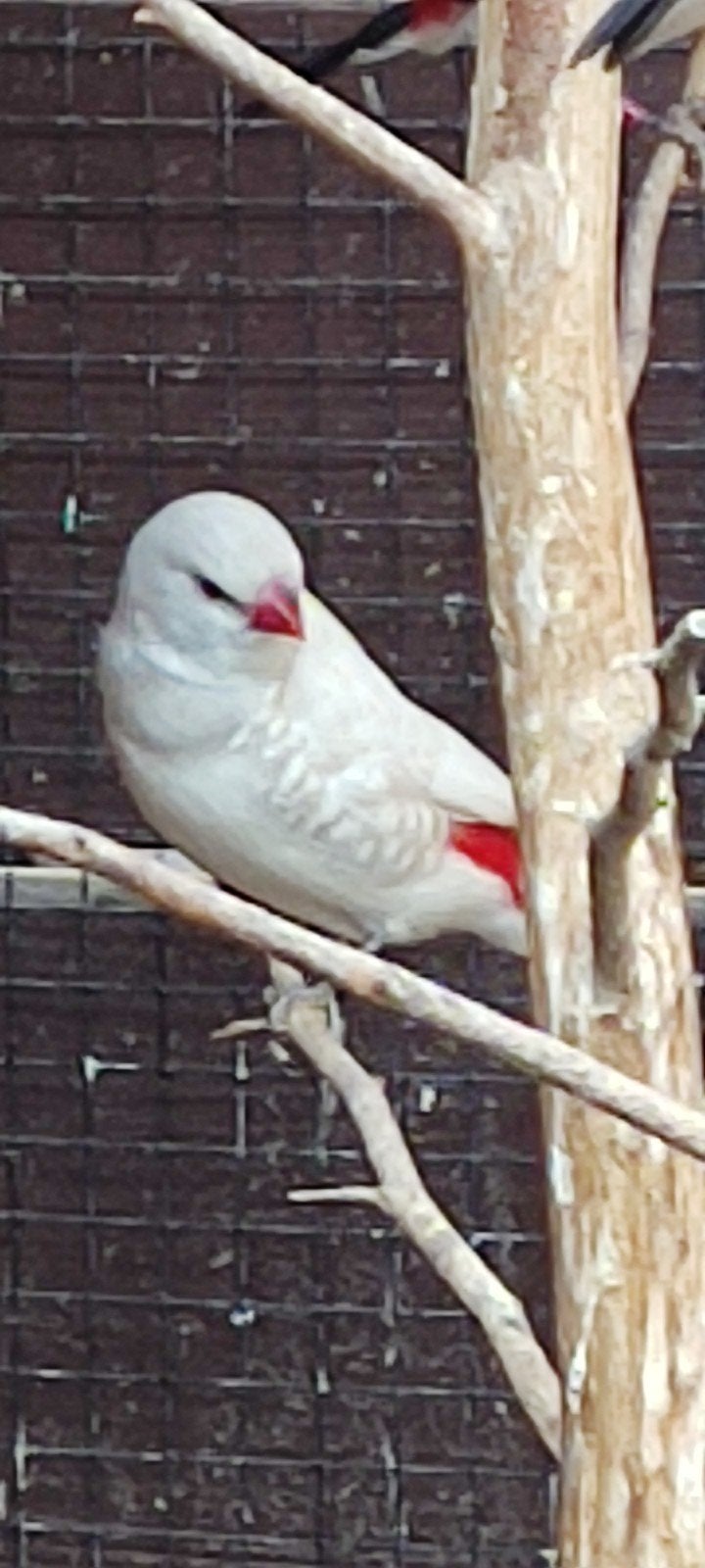 1-1 Diamantvinken, Dieren en Toebehoren, Meerdere dieren, Tropenvogel, Geringd