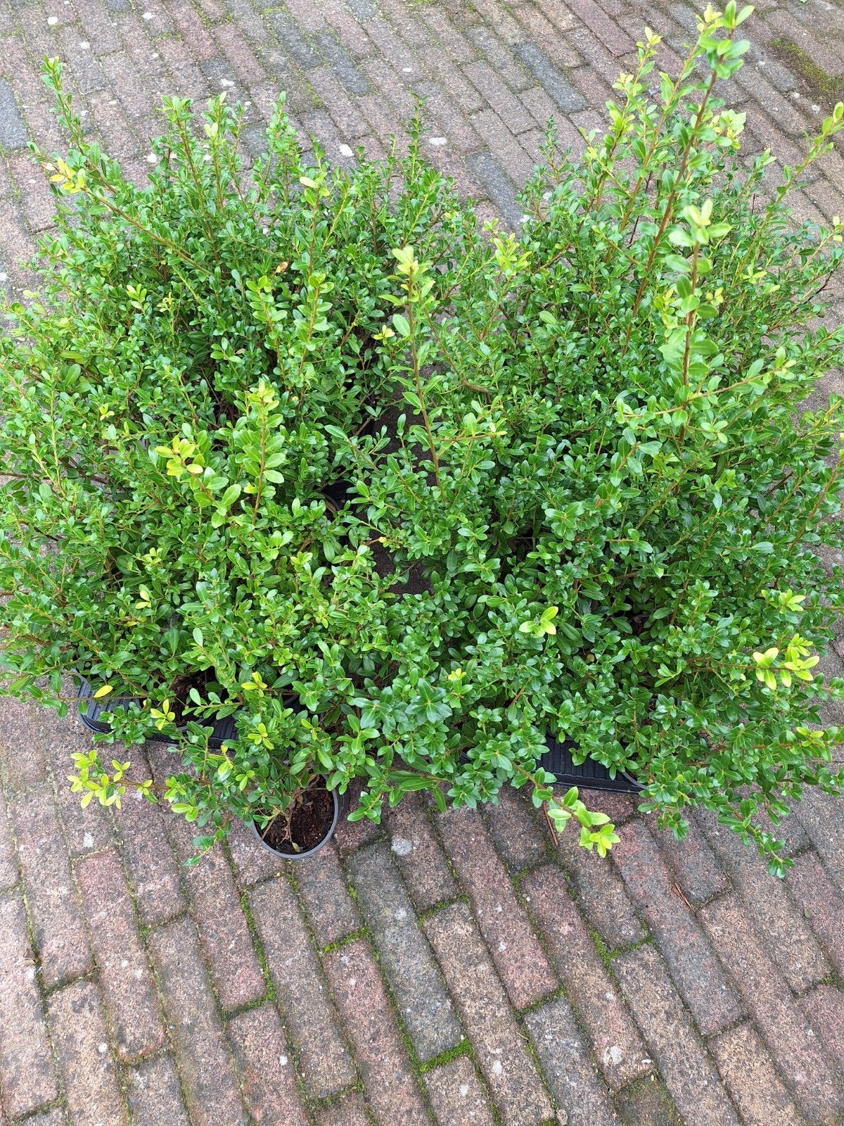 Ilex crenata 'Luxus' voor haag, Ophalen, Hulst, Haag, Minder dan 100 cm