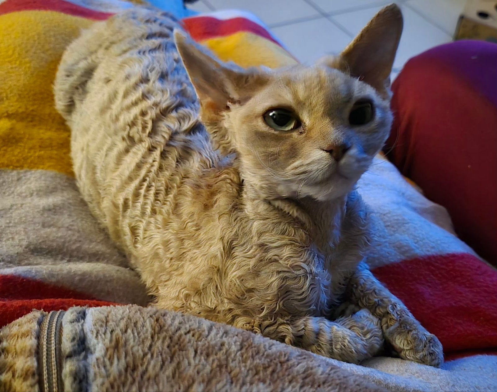Devon-Rex, Poes, Met stamboom, 0 tot 2 jaar