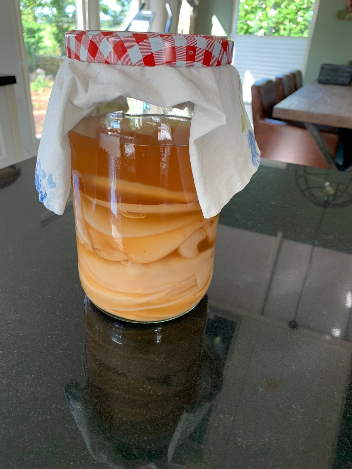 Gezonde kombucha scoby met startervleistof, Ophalen of Verzenden