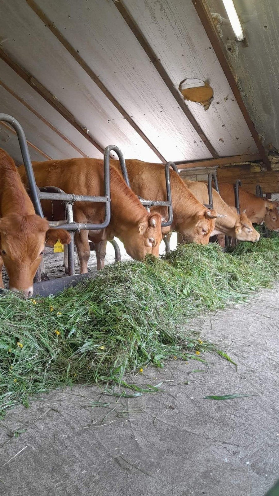 Grote Limousine runderen te koop gevraagd, Dieren en Toebehoren