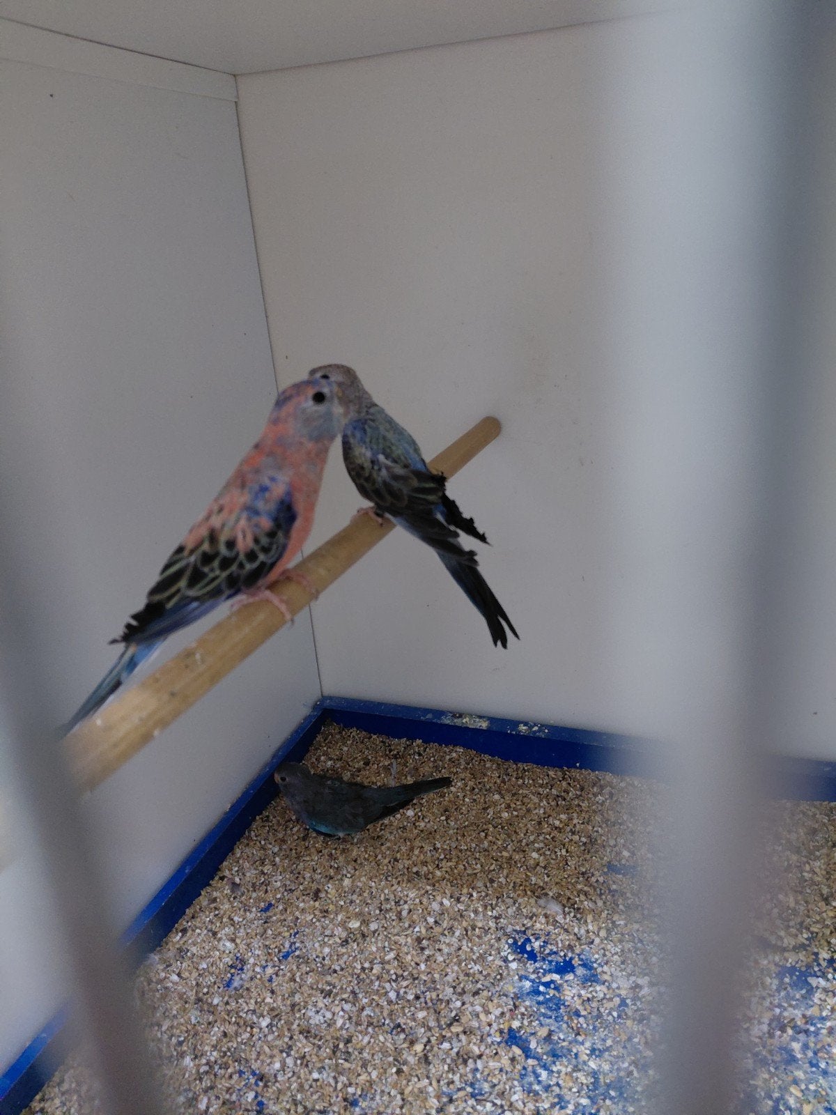 blauwe bourks parkieten, Meerdere dieren, Geringd