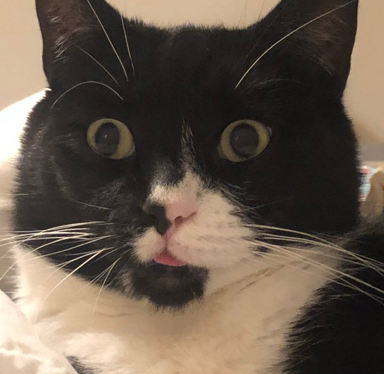 Boefje vermist, Dieren en Toebehoren, Kat