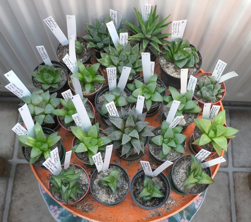 Cactussen en vetplanten: veel haworthia's, enkele cactusjes, Ophalen of Verzenden, Halfschaduw, Minder dan 100 cm
